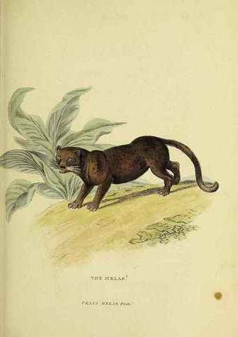 Reproducción/Reproduction 48346578132: General and particular descriptions of the vertebrated animals :. London :Printed for Baldwin, Cradock, and Joy :MDCCCXXI [1821]. 