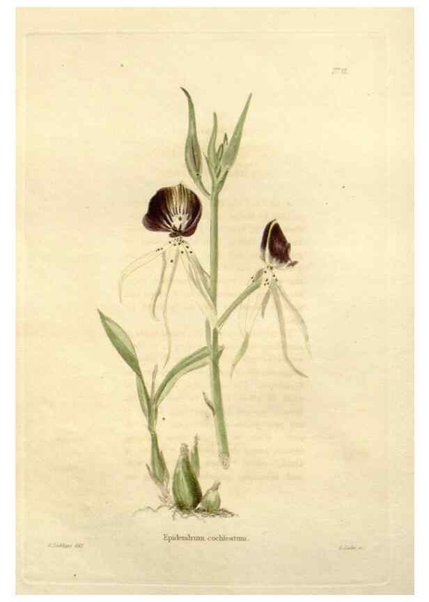Reproducción/Reproduction 48623848907: The botanical cabinet. London :John & Arthur Arch ...,1817-1833.. 