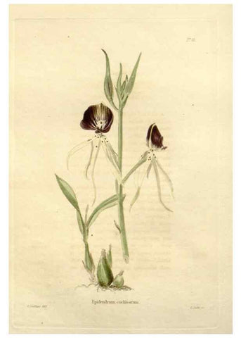 Reproducción/Reproduction 48623848907: The botanical cabinet. London :John & Arthur Arch ...,1817-1833.. 