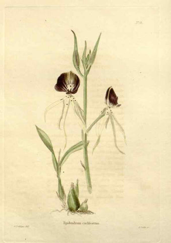 Reproducción/Reproduction 48623848907: The botanical cabinet. London :John & Arthur Arch ...,1817-1833.. 