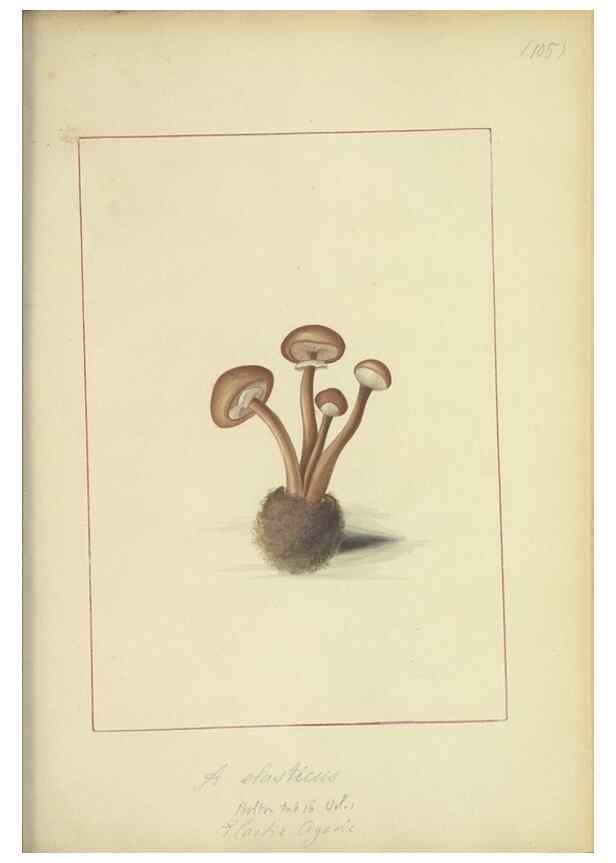 Reproducción/Reproduction 48366619391: Icons fungorum circa Halifax sponte Nascentium /. 1784-1792.. 