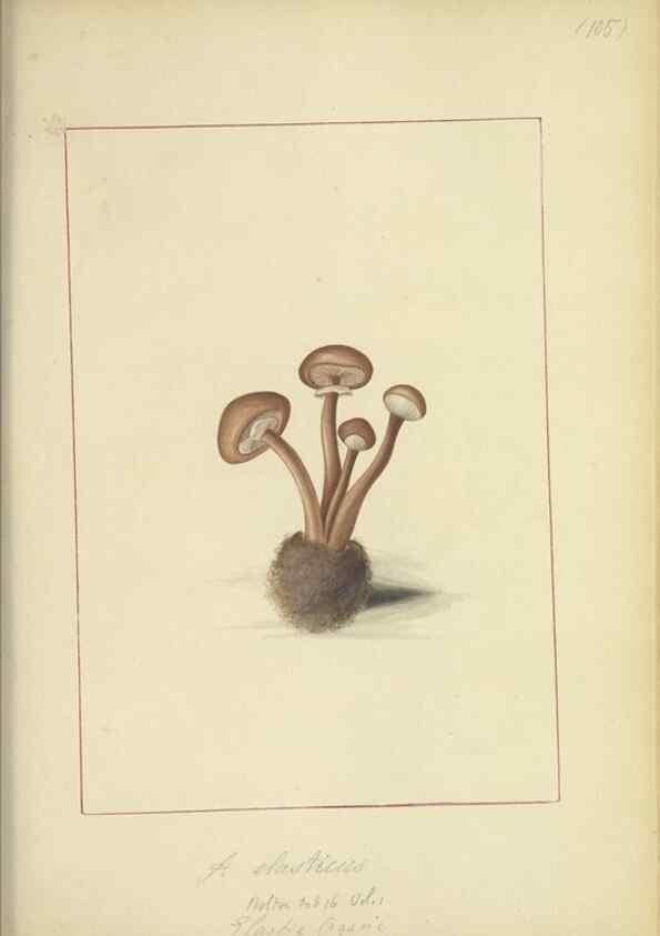 Reproducción/Reproduction 48366619391: Icons fungorum circa Halifax sponte Nascentium /. 1784-1792.. 