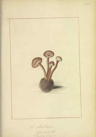 Reproducción/Reproduction 48366619391: Icons fungorum circa Halifax sponte Nascentium /. 1784-1792.. 