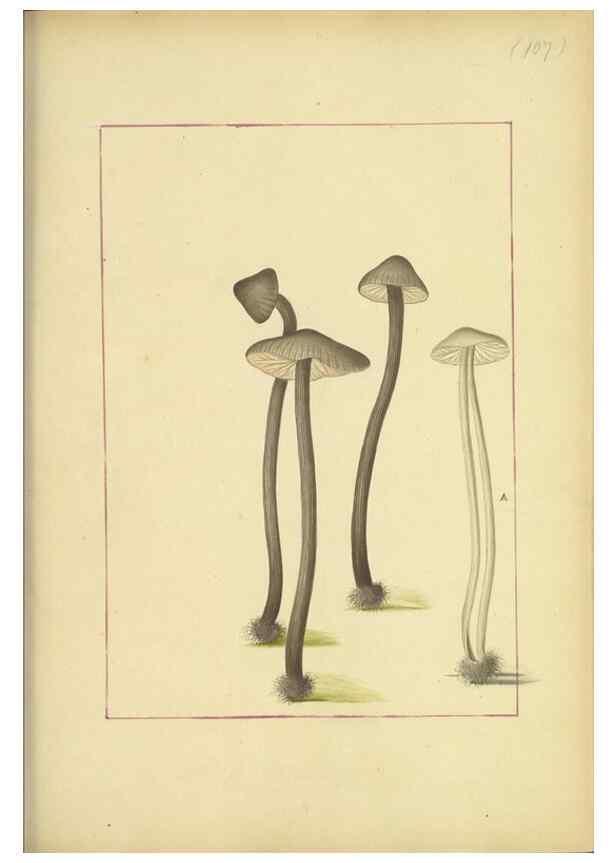 Reproducción/Reproduction 48366755652: Icons fungorum circa Halifax sponte Nascentium /. 1784-1792.. 
