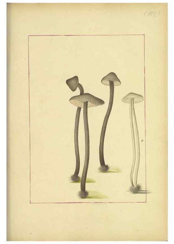Reproducción/Reproduction 48366755652: Icons fungorum circa Halifax sponte Nascentium /. 1784-1792.. 