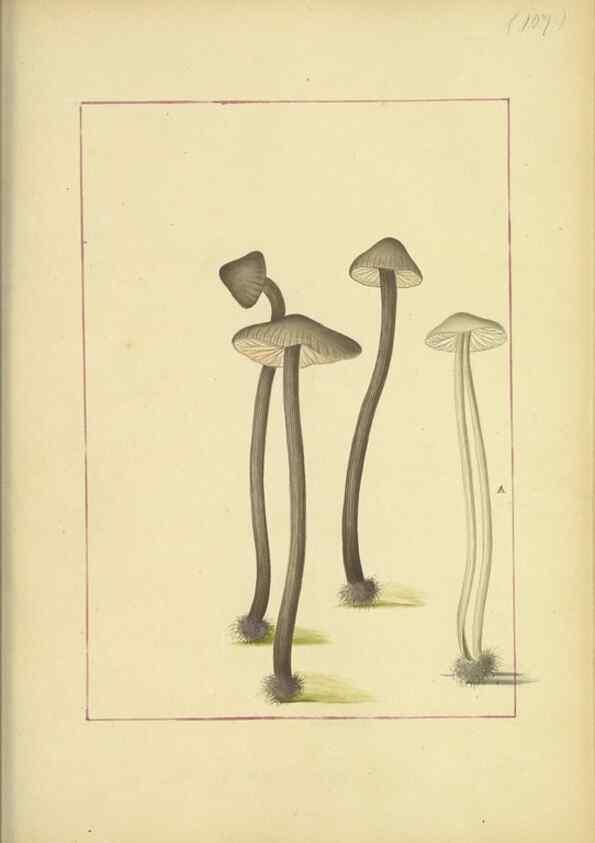 Reproducción/Reproduction 48366755652: Icons fungorum circa Halifax sponte Nascentium /. 1784-1792.. 
