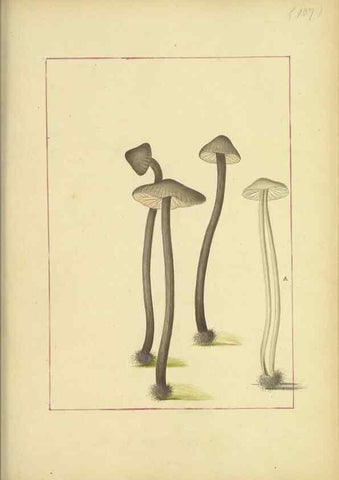 Reproducción/Reproduction 48366755652: Icons fungorum circa Halifax sponte Nascentium /. 1784-1792.. 