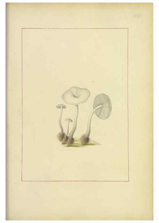 Reproducción/Reproduction 48366621291: Icons fungorum circa Halifax sponte Nascentium /. 1784-1792.. 