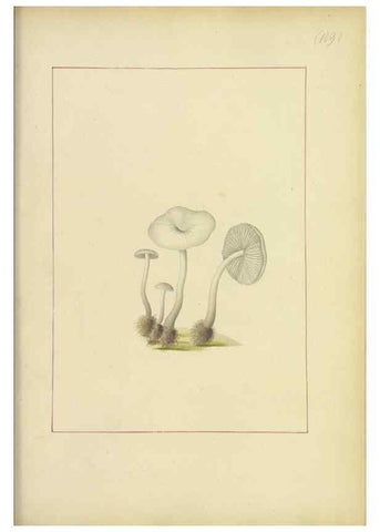 Reproducción/Reproduction 48366621291: Icons fungorum circa Halifax sponte Nascentium /. 1784-1792.. 