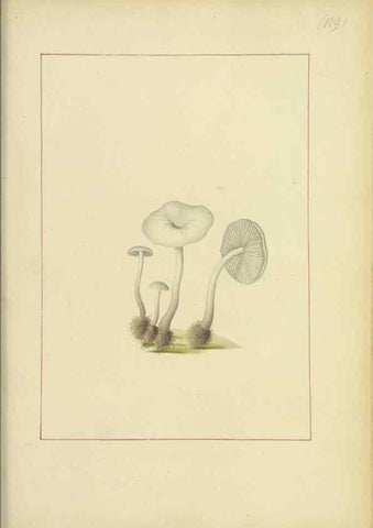 Reproducción/Reproduction 48366621291: Icons fungorum circa Halifax sponte Nascentium /. 1784-1792.. 