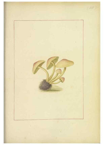 Reproducción/Reproduction 48366757617: Icons fungorum circa Halifax sponte Nascentium /. 1784-1792.. 