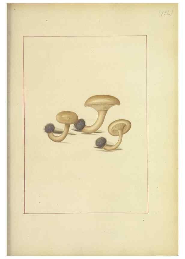 Reproducción/Reproduction 48366758177: Icons fungorum circa Halifax sponte Nascentium /. 1784-1792.. 