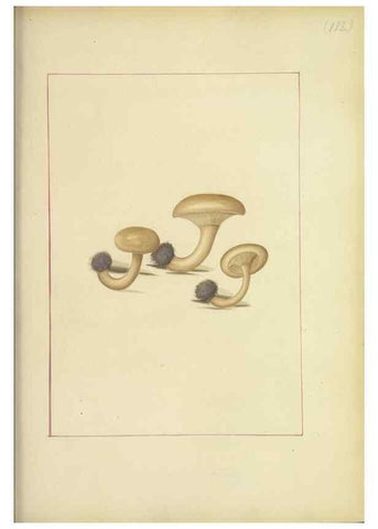 Reproducción/Reproduction 48366758177: Icons fungorum circa Halifax sponte Nascentium /. 1784-1792.. 