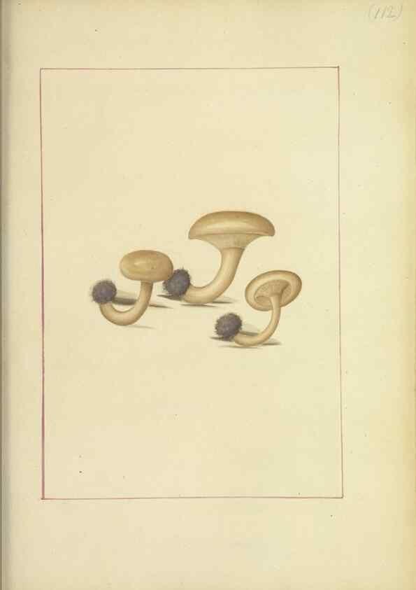 Reproducción/Reproduction 48366758177: Icons fungorum circa Halifax sponte Nascentium /. 1784-1792.. 