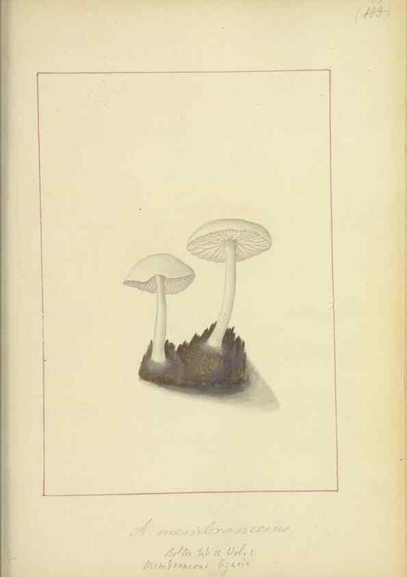 Reproducción/Reproduction 48366623401: Icons fungorum circa Halifax sponte Nascentium /. 1784-1792.. 