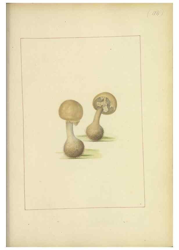 Reproducción/Reproduction 48366759182: Icons fungorum circa Halifax sponte Nascentium /. 1784-1792.. 
