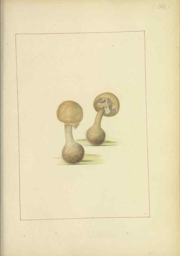Reproducción/Reproduction 48366759182: Icons fungorum circa Halifax sponte Nascentium /. 1784-1792.. 