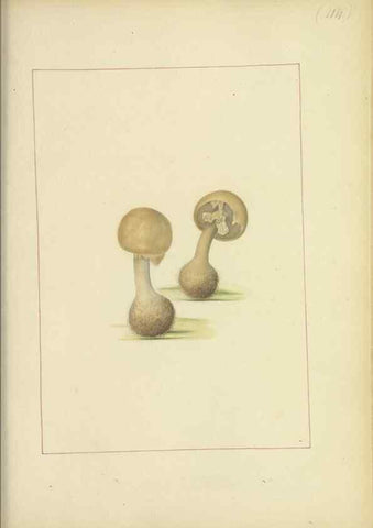 Reproducción/Reproduction 48366759182: Icons fungorum circa Halifax sponte Nascentium /. 1784-1792.. 