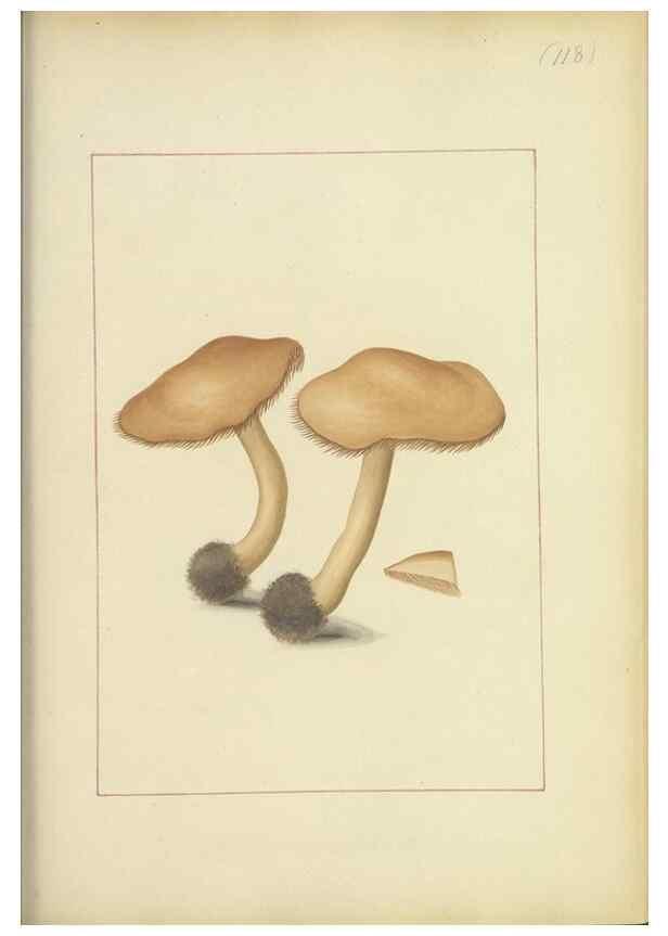 Reproducción/Reproduction 48366761562: Icons fungorum circa Halifax sponte Nascentium /. 1784-1792.. 