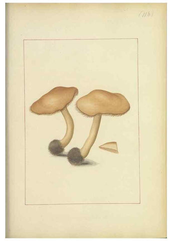 Reproducción/Reproduction 48366761562: Icons fungorum circa Halifax sponte Nascentium /. 1784-1792.. 