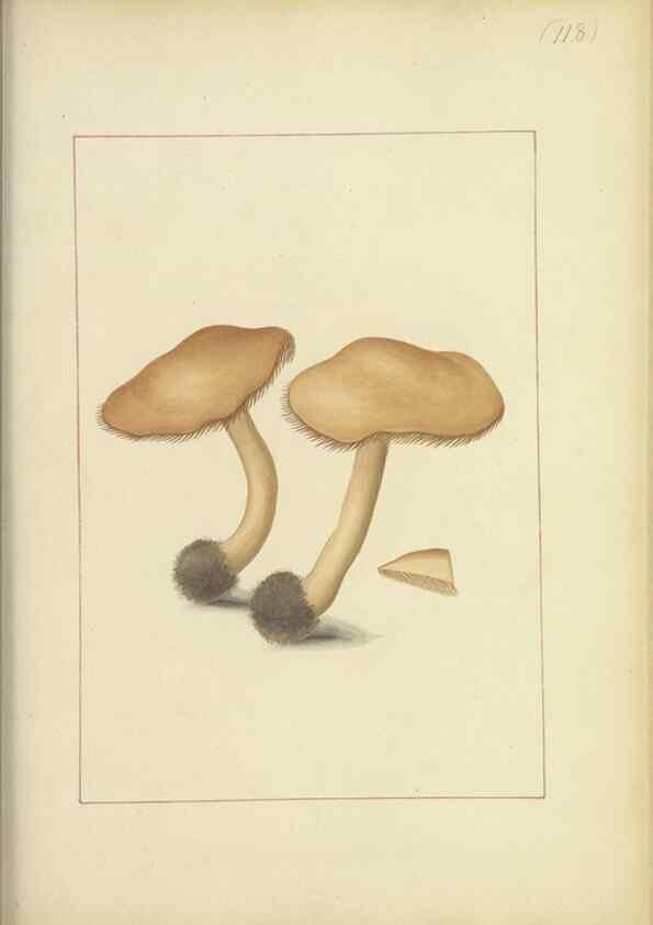 Reproducción/Reproduction 48366761562: Icons fungorum circa Halifax sponte Nascentium /. 1784-1792.. 