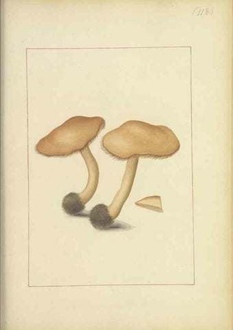 Reproducción/Reproduction 48366761562: Icons fungorum circa Halifax sponte Nascentium /. 1784-1792.. 