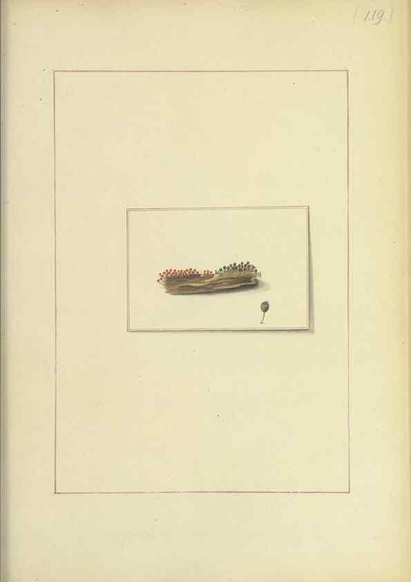 Reproducción/Reproduction 48366626646: Icons fungorum circa Halifax sponte Nascentium /. 1784-1792.. 
