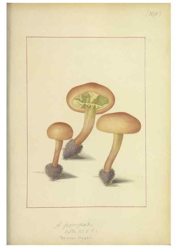 Reproducción/Reproduction 48366618901: Icons fungorum circa Halifax sponte Nascentium /. 1784-1792.. 