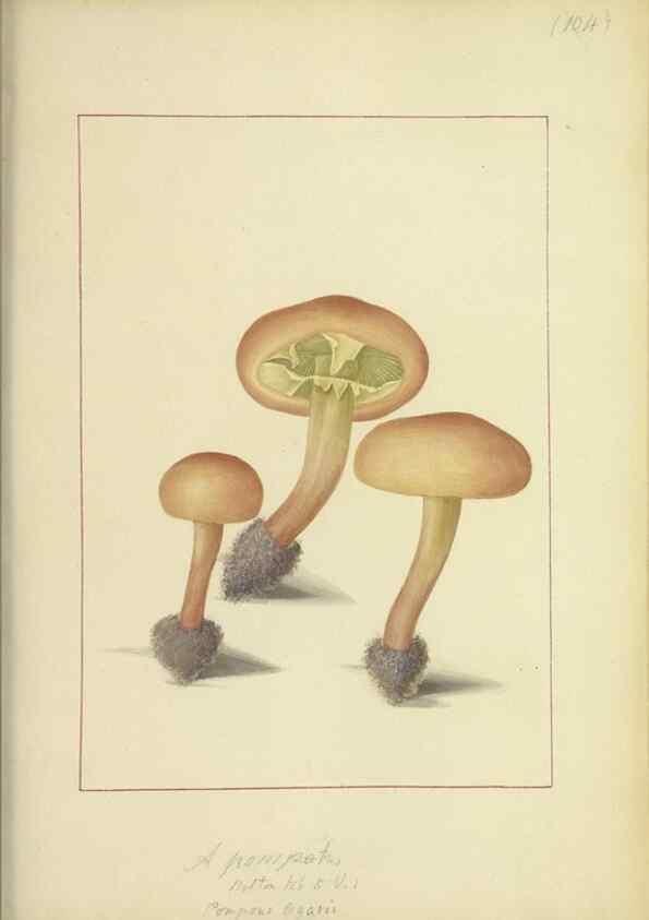 Reproducción/Reproduction 48366618901: Icons fungorum circa Halifax sponte Nascentium /. 1784-1792.. 