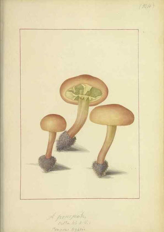Reproducción/Reproduction 48366618901: Icons fungorum circa Halifax sponte Nascentium /. 1784-1792.. 