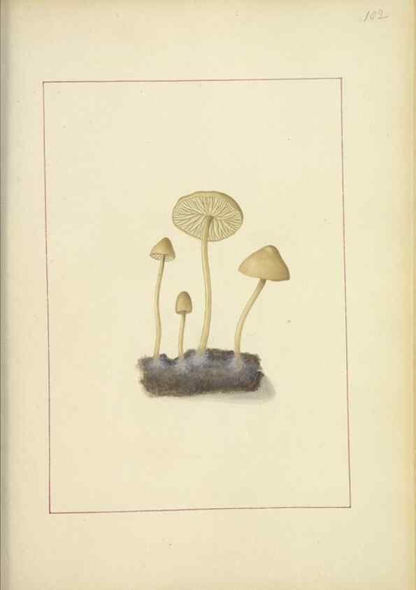 Reproducción/Reproduction 48366617731: Icons fungorum circa Halifax sponte Nascentium /. 1784-1792.. 