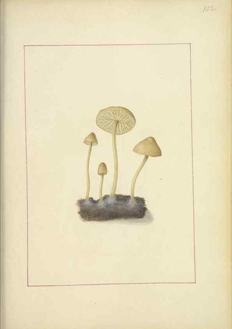 Reproducción/Reproduction 48366617731: Icons fungorum circa Halifax sponte Nascentium /. 1784-1792.. 