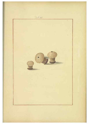 Reproducción/Reproduction 48366731252: Icons fungorum circa Halifax sponte Nascentium /. 1784-1792.. 