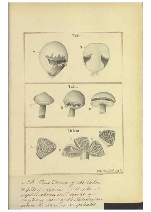 Reproducción/Reproduction 48366609686: Icons fungorum circa Halifax sponte Nascentium /. 1784-1792.. 