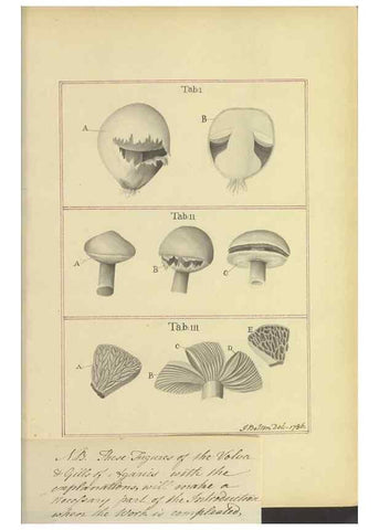 Reproducción/Reproduction 48366609686: Icons fungorum circa Halifax sponte Nascentium /. 1784-1792.. 