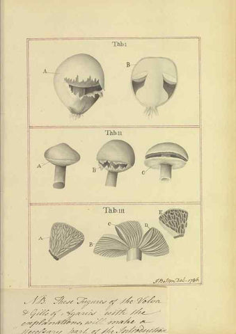 Reproducción/Reproduction 48366609686: Icons fungorum circa Halifax sponte Nascentium /. 1784-1792.. 