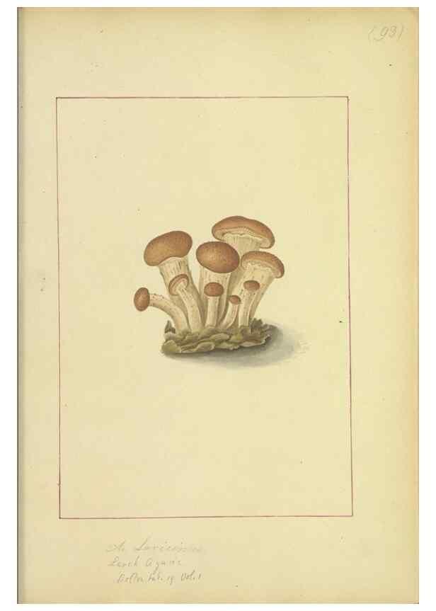 Reproducción/Reproduction 48366748267: Icons fungorum circa Halifax sponte Nascentium /. 1784-1792.. 