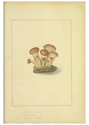 Reproducción/Reproduction 48366748267: Icons fungorum circa Halifax sponte Nascentium /. 1784-1792.. 