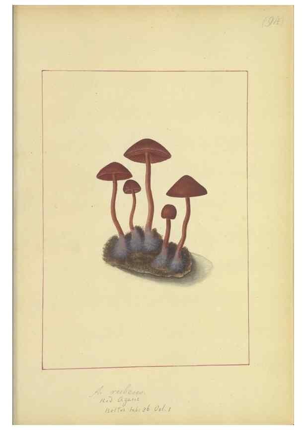 Reproducción/Reproduction 48366613651: Icons fungorum circa Halifax sponte Nascentium /. 1784-1792.. 