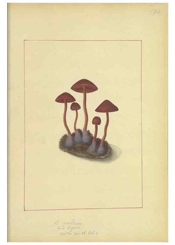 Reproducción/Reproduction 48366613651: Icons fungorum circa Halifax sponte Nascentium /. 1784-1792.. 