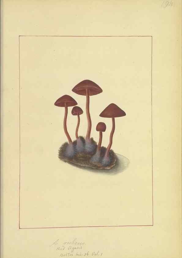Reproducción/Reproduction 48366613651: Icons fungorum circa Halifax sponte Nascentium /. 1784-1792.. 