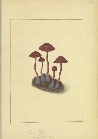 Reproducción/Reproduction 48366613651: Icons fungorum circa Halifax sponte Nascentium /. 1784-1792.. 