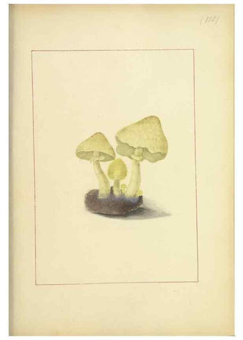 Reproducción/Reproduction 48366616421: Icons fungorum circa Halifax sponte Nascentium /. 1784-1792.. 