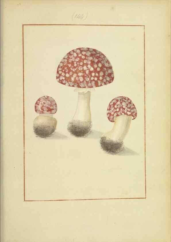 Reproducción/Reproduction 48366790022: Icons fungorum circa Halifax sponte Nascentium /. 1784-1792.. 