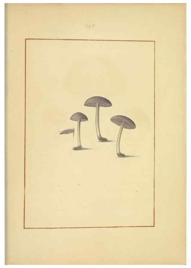 Reproducción/Reproduction 48366790612: Icons fungorum circa Halifax sponte Nascentium /. 1784-1792.. 