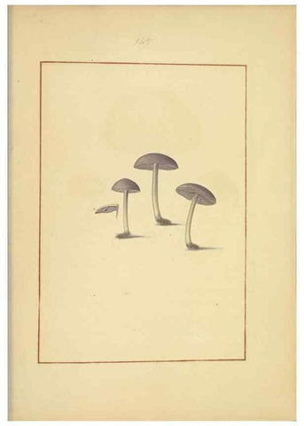 Reproducción/Reproduction 48366790612: Icons fungorum circa Halifax sponte Nascentium /. 1784-1792.. 