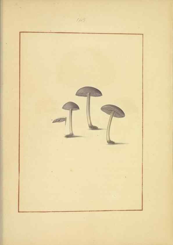 Reproducción/Reproduction 48366790612: Icons fungorum circa Halifax sponte Nascentium /. 1784-1792.. 