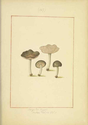 Reproducción/Reproduction 48366655486: Icons fungorum circa Halifax sponte Nascentium /. 1784-1792.. 