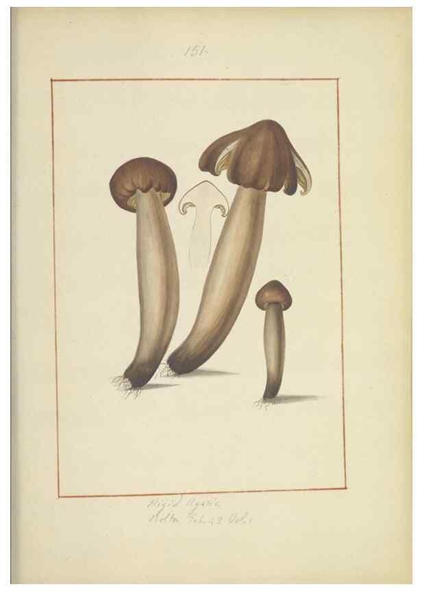Reproducción/Reproduction 48366794277: Icons fungorum circa Halifax sponte Nascentium /. 1784-1792.. 