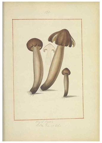 Reproducción/Reproduction 48366794277: Icons fungorum circa Halifax sponte Nascentium /. 1784-1792.. 
